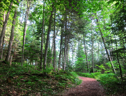 Adirondack Forest Communities:  Mixed hardwood-conifer forest